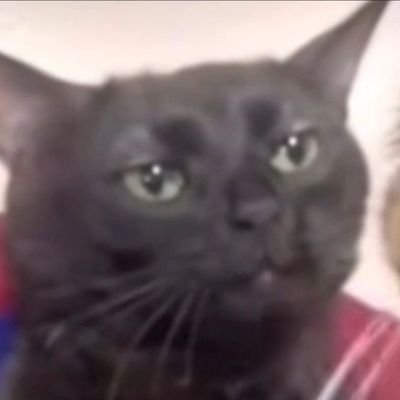 Kucing Hitam 🔰