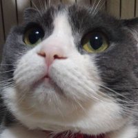 バンドエイト (@intheqqbox) 's Twitter Profile