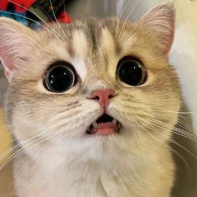 muhammadalifcr's profile picture. Half of the abused.