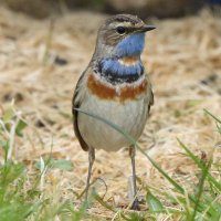 Duncan Watson(@tynemouthbirds) 's Twitter Profile Photo