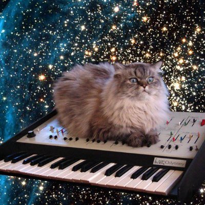 13 years old legendary meme cat - $SPACECAT