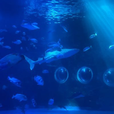 好きなものはジャンル問わず見る人間です。最近ホロリスになりました。水族館も好きです。　　無言フォローごめんなさい…#M魂