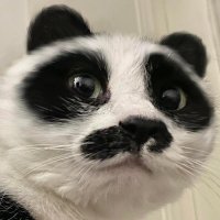 Pupudu (@pupuduniggef04) 's Twitter Profile