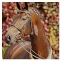 Gestüt Wellington (@gesttwellington) 's Twitter Profile