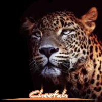 Cheetah(@cheetahtip) 's Twitter Profile Photo