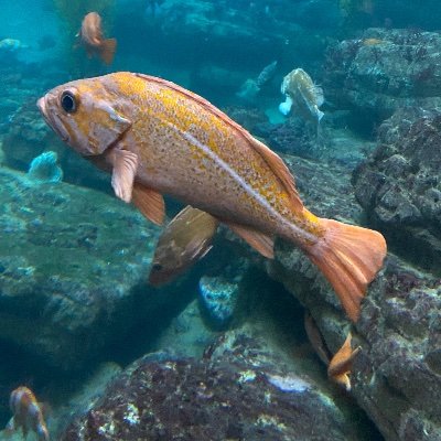 The_Fish_11's profile picture. Jesus Saves
Expat and triple citizen🇺🇸🇬🇧🇮🇪
I play too much Minecraft
Love politics
Professional Yapper
Sorry if I’m ranting a lot