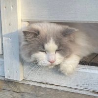 shrixx (@shrixxz) 's Twitter Profile