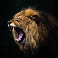 the.lion.is.coming (@eltigreblanco17) 's Twitter Profile