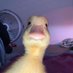 rizzduck (@rizzduck) Twitter profile photo rizzduck (@rizzduck) Twitter profile photo