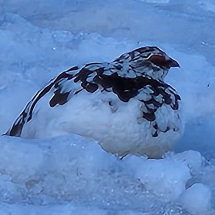 ushi987's profile picture. 16世と偉そうですが、ただの都道府県コードです。
山に登ったり滑ったり。食べたり飲んだり。
身近な事象を切り取ってます。