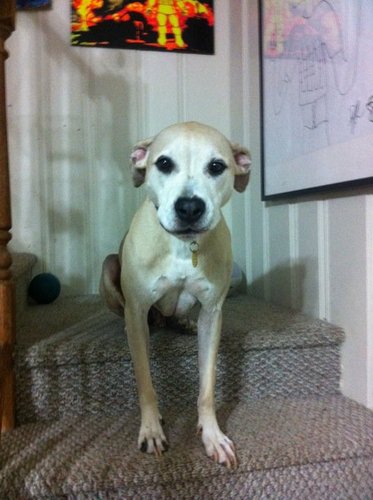 rainiervonchomp's profile picture. natural blonde.