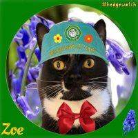 Zoe_thewondercat(@bestbuds21) 's Twitter Profile Photo