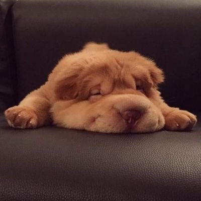 lazz_more20913's profile picture. 