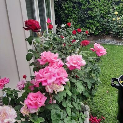 MontesMontes170's profile picture. 