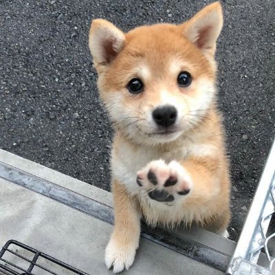 Shiba Inu, but the puppy and cuter version ❤️
TG: