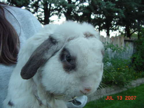 We are a 501 (c) 3 Non-profit No Kill Organization dedicated to the welfare of the domestic rabbit.