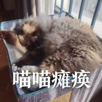 果泥泥 (@taro_puree) 's Twitter Profile Photo