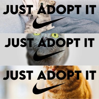 $adoptcat

Meme coin created with the aim of encouraging everyone to adopt a kitten! Your life will definitely be happier and with more love. 😺😍😻🐈