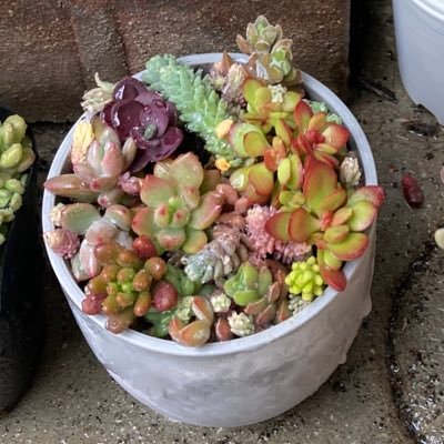 akoyan_pearl's profile picture. THE YELLOW MONKEY🐒およびソロ吉井和哉は人生において必要不可欠/廣瀬"HEESEY"洋一/ほか音楽/野球主に🐲🐨/Bリーグ主に💎🐬（🔰）/その他オールインワンでごちゃ混ぜに呟きます