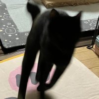 𝕏かずまお@ (@mt_kk) 's Twitter Profile