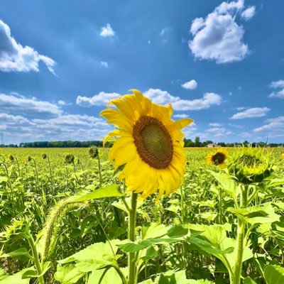 lori_seubert's profile picture. Advocate for Children, Animals, & the Environment. Veteran Public School Teacher. Lifelong Learner.