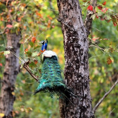 TheMuted095's profile picture. 