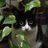 cat_haju