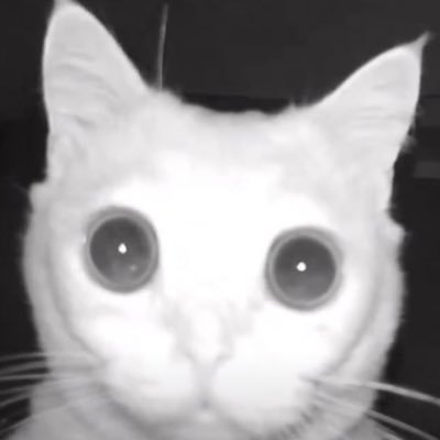 cat 🐈‍⬛さんのプロフィール画像
