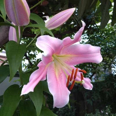 nori121200's profile picture. UNCHAIN  /  the  engy  がお気に入り🎶🌟