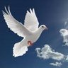 Ro82492170Robin's profile picture. The most hateful human misfortune is for a wise man to have no influence.

Herodotus