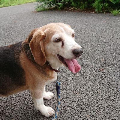 inuunited2's profile picture. 