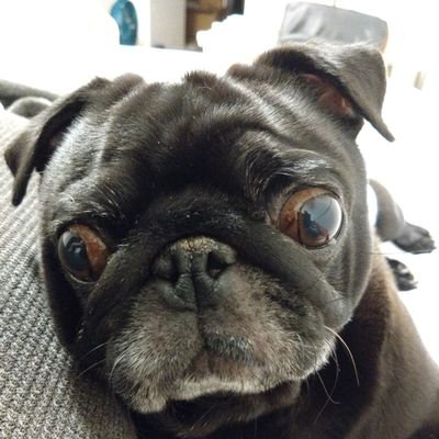 もっぱら仕事が1番の趣味!建築関係の仕事も十分接客業と思ってます。お仕事くださる皆様に感謝感激wありがとうございます😊何の職業でも一生懸命だとそれはプロ。笑って過ごせる毎日がイイね🤗一生懸命ってカッコいいね🤗 動物大好き。音楽はもっぱらREGGAE。