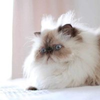 Nguyễn Thanh Thúy (@ukeloves) 's Twitter Profile
