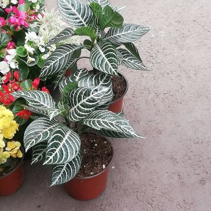 GaleanaErika's profile picture. Nueva etapa 😍