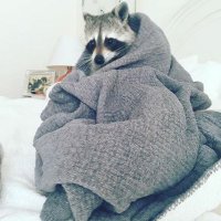 Juulia 🦝🇫🇮🇺🇦🇮🇱 (@misseero) 's Twitter Profile Photo Juulia 🦝🇫🇮🇺🇦🇮🇱 (@misseero) 's Twitter Profile Photo