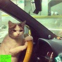 Vehicular Man's Laughter 🤾‍♂️💥🚗 (@dendricide) 's Twitter Profile