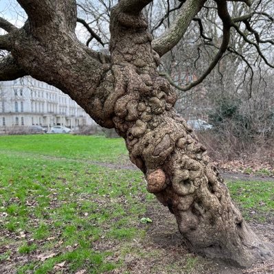 London Mulberries