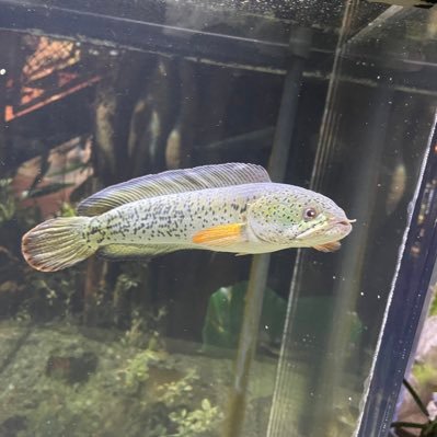 Afo13DiB7k9zYkF's profile picture. 熱帯魚最高 釣りも好きです。 現在はスネークヘッド、アピスト、ポリプが好きです 無言フォロー失礼します。 海と魚が好き な歯科医師