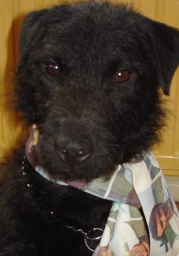 1 wife 1great dog SID the patterdale.
 LUFC and England cricket team to infinity and a bit further. Minnie Cauldwell was murdered