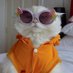 Oreo Meow (fashion icon era) (@SerBrownLegend) Twitter profile photo