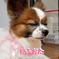 もふおた (@2009choko) 's Twitter Profile