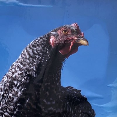 SLEEVE444's profile picture. 