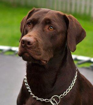 My name is Paul and I am the worlds first dog with a PHD in nasal studies. Thanks for all the biscuits.