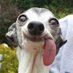 Daily Animals (@dailyanimalsx) Twitter profile photo Daily Animals (@dailyanimalsx) Twitter profile photo
