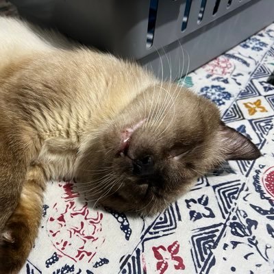 KelabangLaut's profile picture. Permanently exhausted pigeon