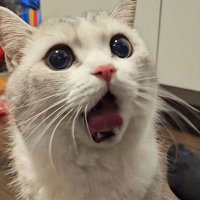 FOMO (@usfomo) 's Twitter Profile Photo