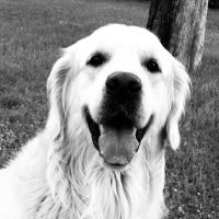 Aleksandar Petrović (@petrov_aco) 's Twitter Profile Photo