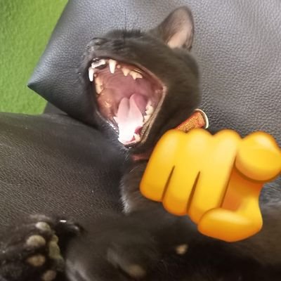 topomorado's profile picture. 