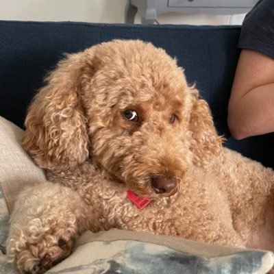 RealBSharp's profile picture. 