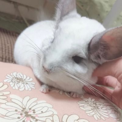 チンチラ🐭パイド(ろろくん🎂2016.7月🏠2016.11.20~)🤍チラと趣味垢🧸🫶🏻ジャンガリアンのはむ、モルモットのもる、るるはお空へ🌈ヘッダー@3ns_2broさま作🤍ままおさん(@neko_no_hanatan)が推し🐭TikTokこちら👇🏻